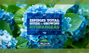 Total Guide to Growing Hydrangeas with Organic Fertilizer